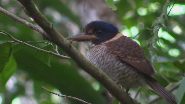Scaly-breasted Kingfisher - ML498241351