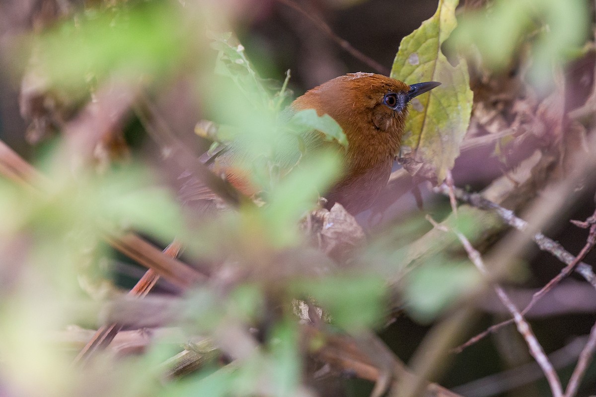 Rusty-headed Spinetail - ML49824701