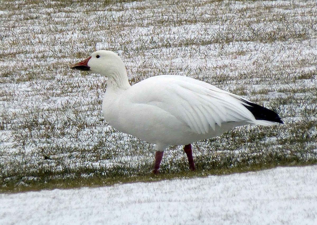 Snow Goose - ML49824741