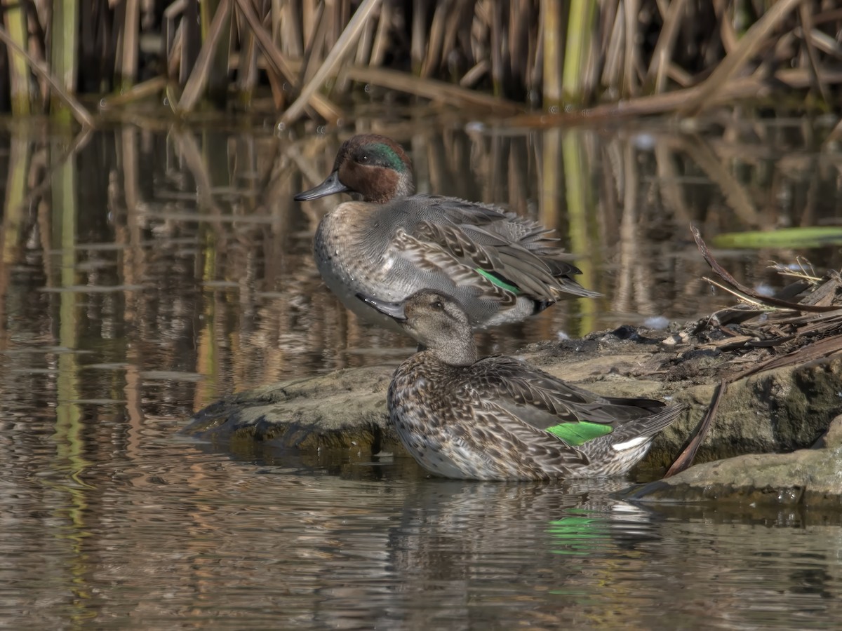 Green-winged Teal - ML498249831
