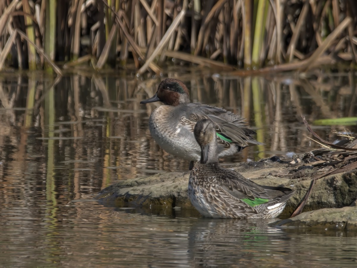 Green-winged Teal - ML498249851