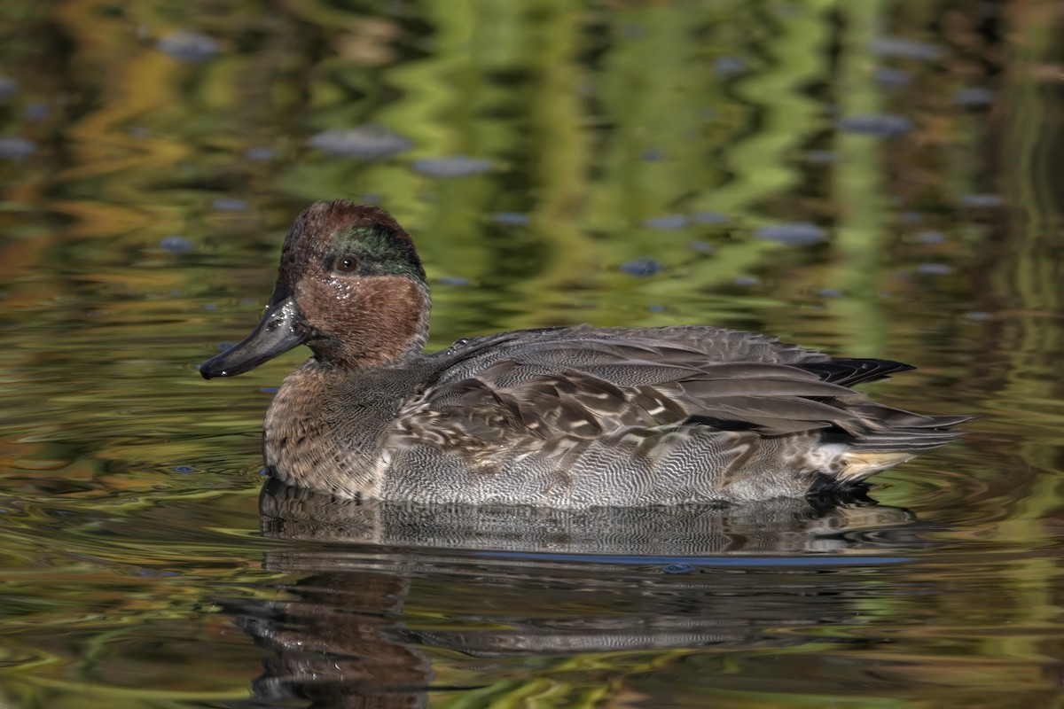 Green-winged Teal - ML498249861