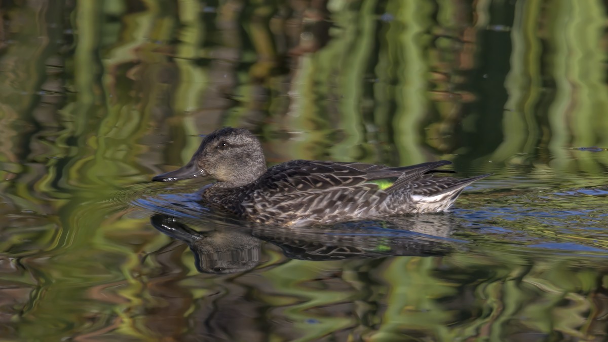 Green-winged Teal - ML498249871