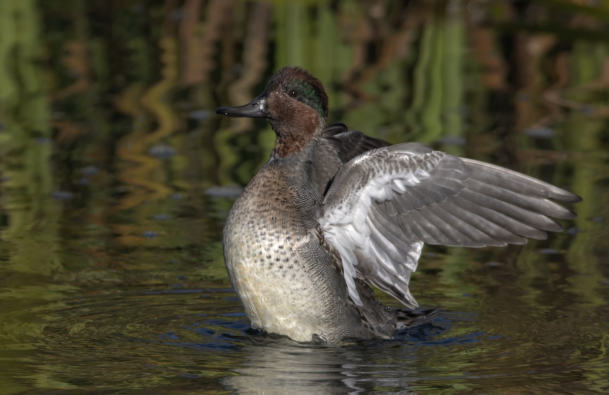 Green-winged Teal - ML498249891