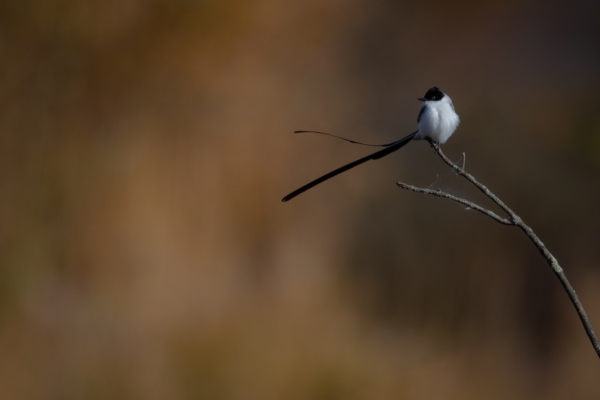 Fork-tailed Flycatcher - Jason Jablonski