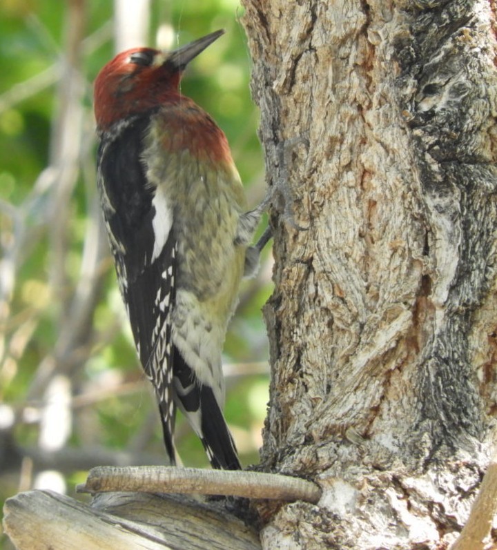 Red-breasted Sapsucker - ML498252441