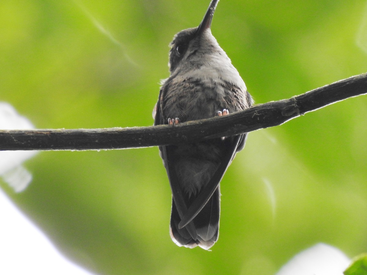 kolibřík křivozobý - ML498253601