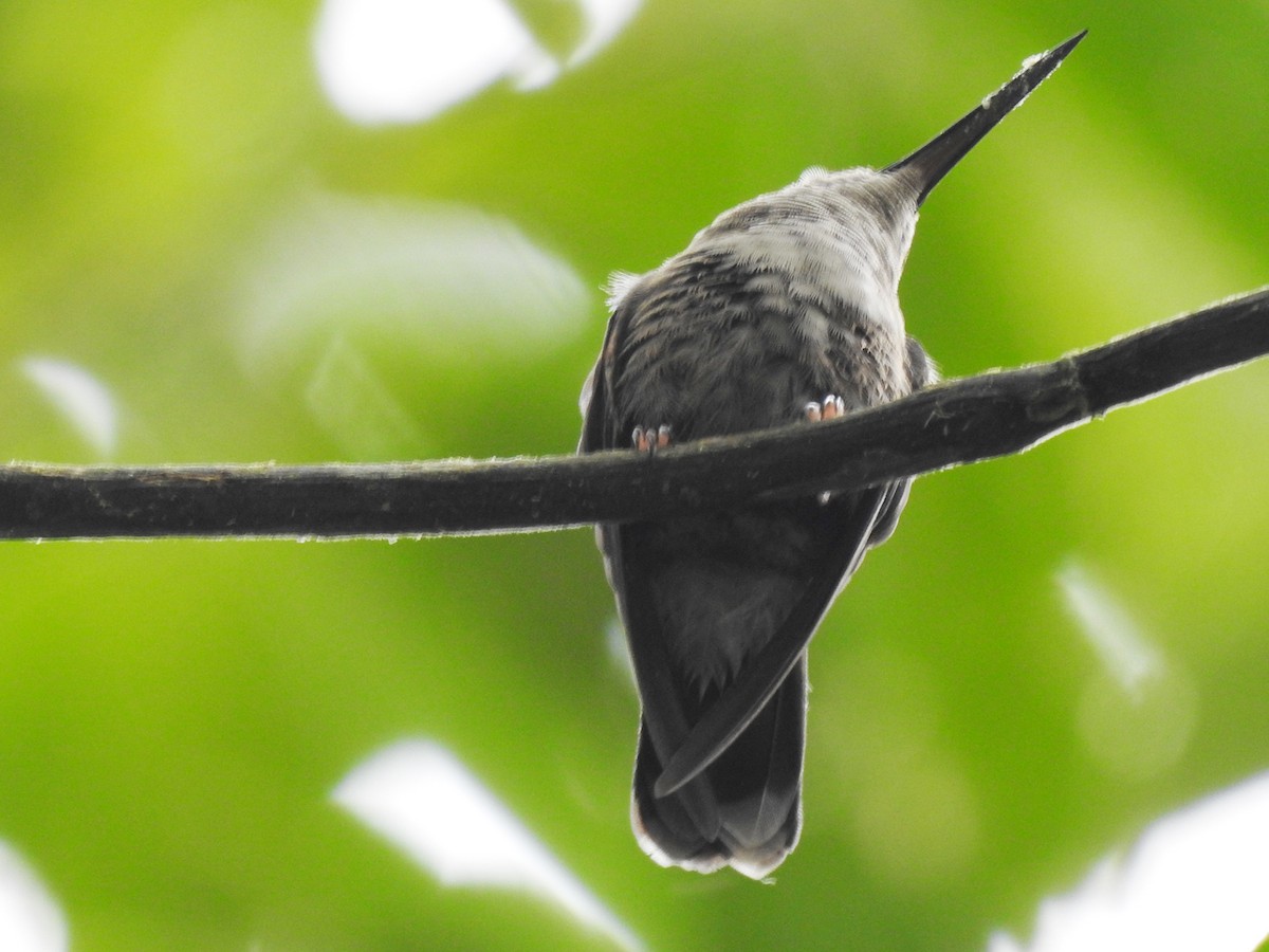 kolibřík křivozobý - ML498253611