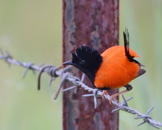 Male performing apparent "puff-back display." - Red-backed Fairywren - 
