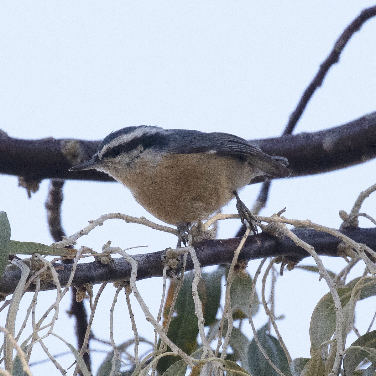 Red-breasted Nuthatch - ML498256141