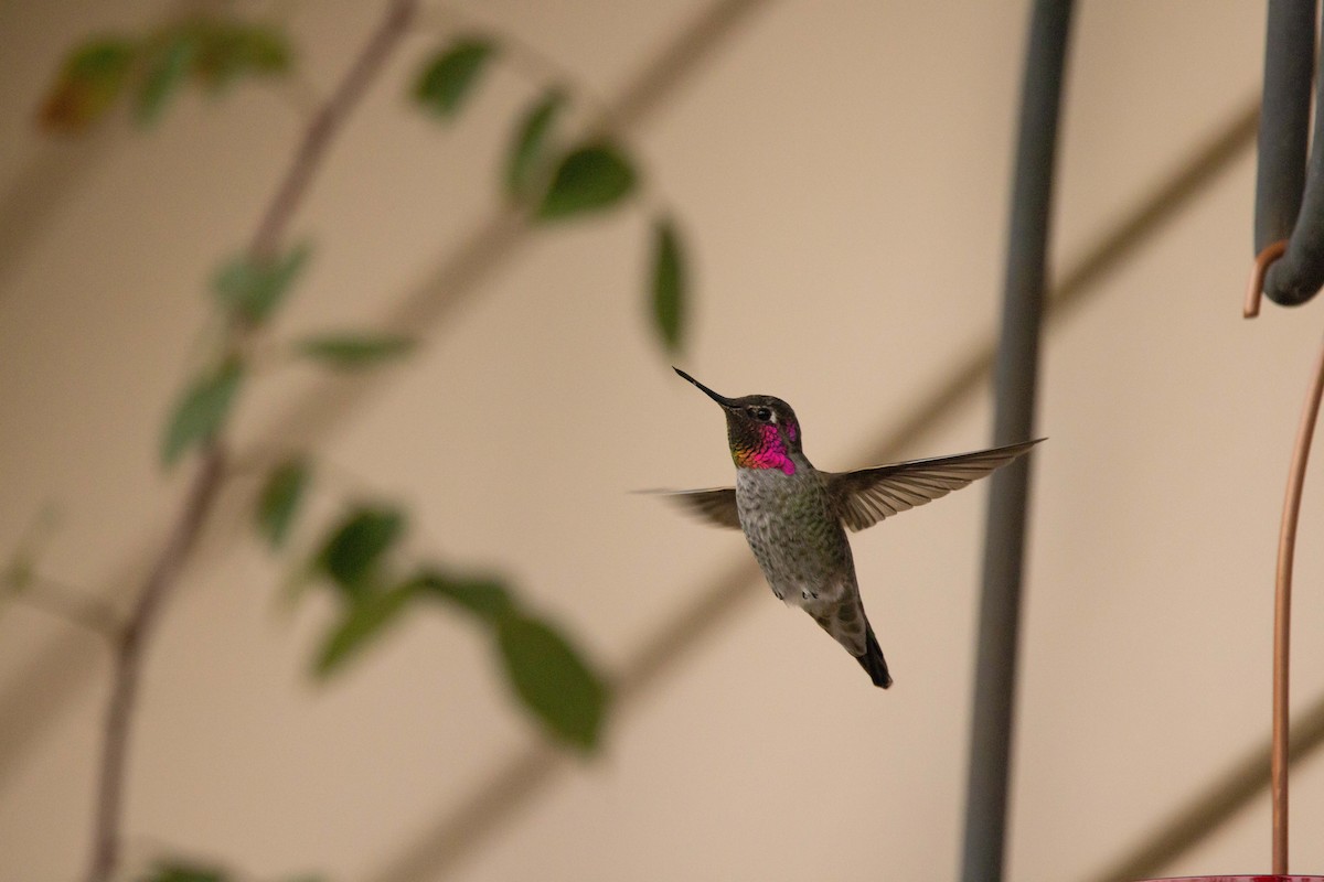 Anna's Hummingbird - ML498259221