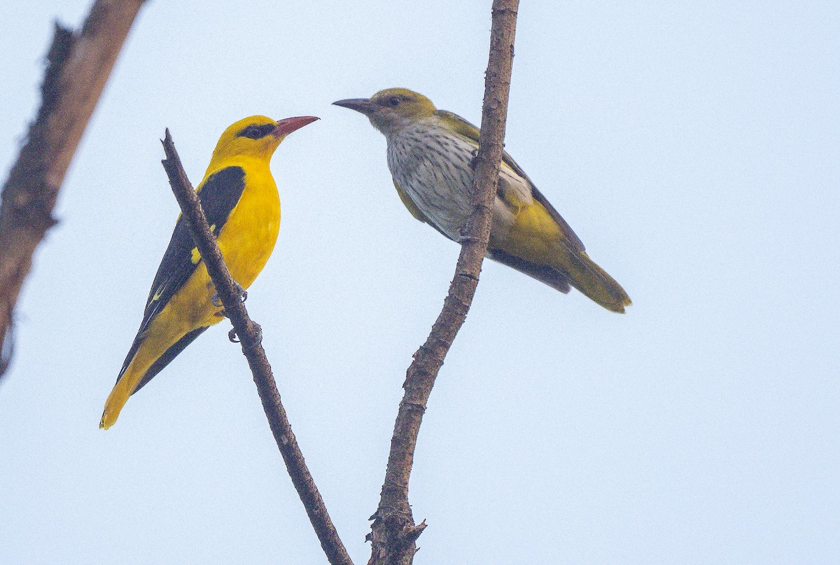 Indian Golden Oriole - ML498260751