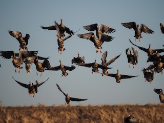 Greater White-fronted Goose, ML498263721