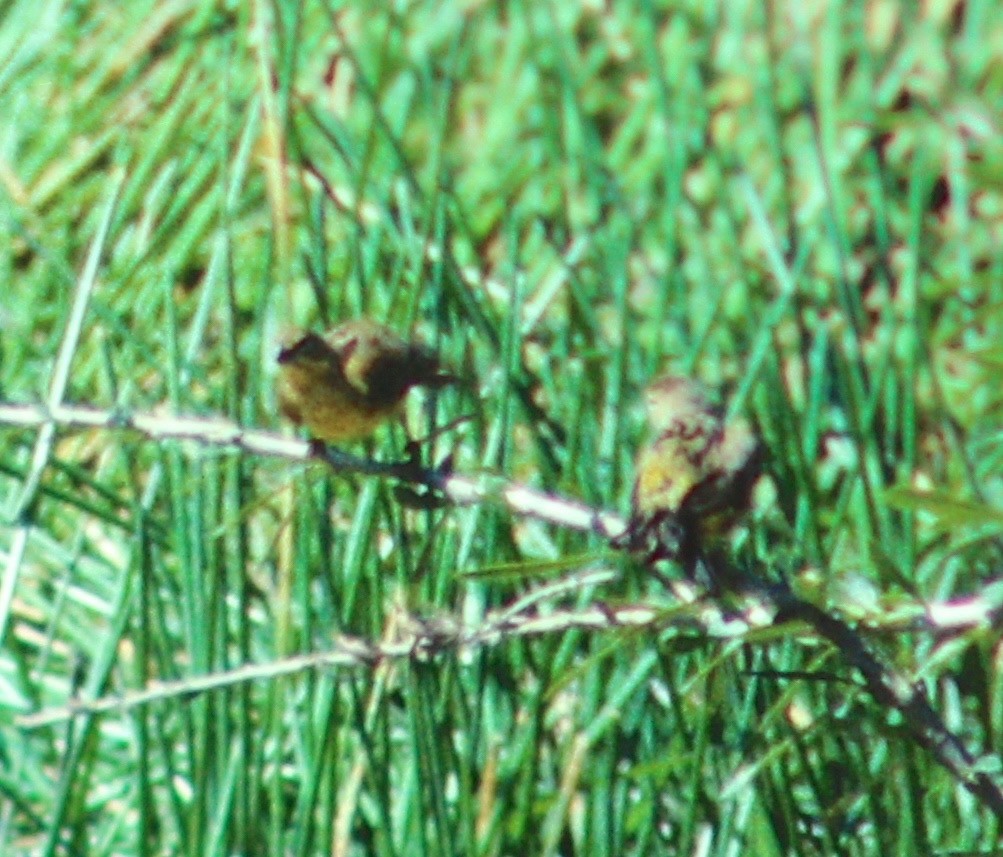 Grassland Yellow-Finch - ML49826721