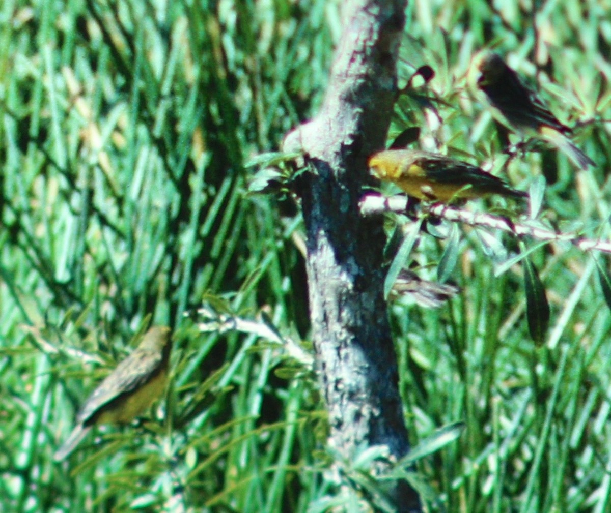Grassland Yellow-Finch - ML49826731
