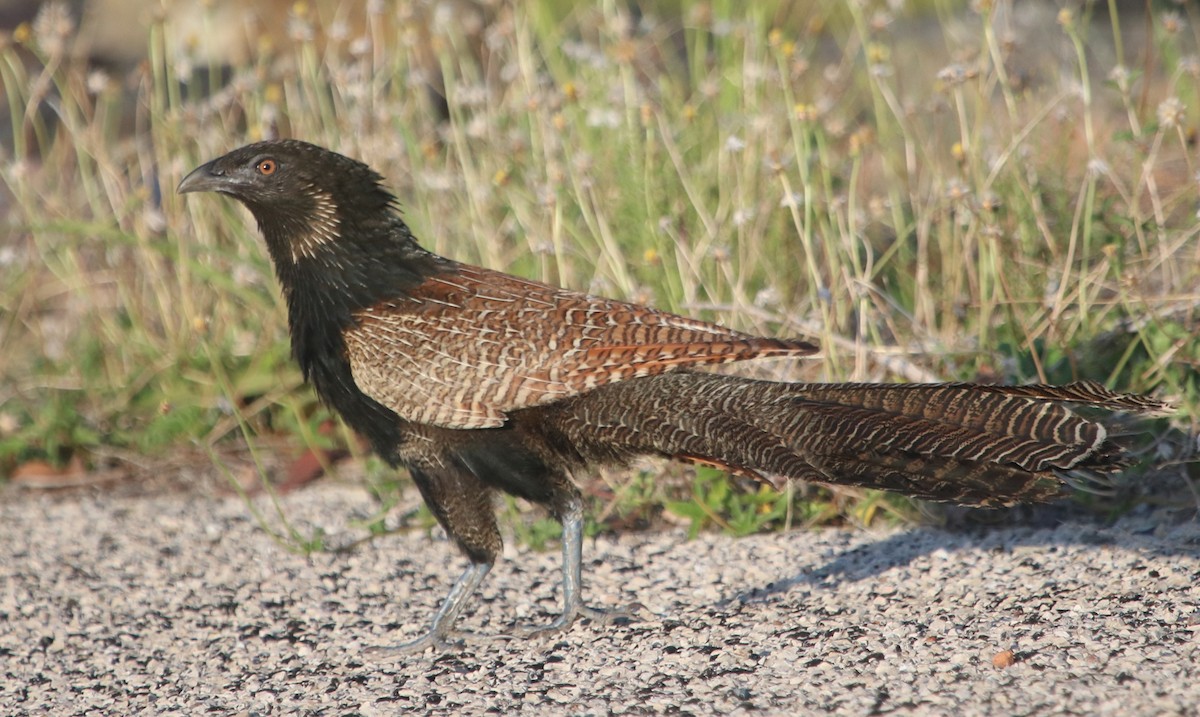 Pheasant Coucal - Isaiah Nugent