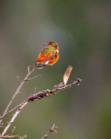 Allen's Hummingbird - James Kendall