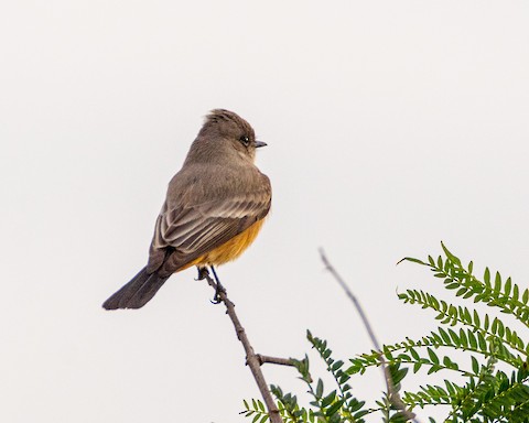 Say's Phoebe - James Kendall