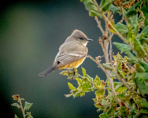 Say's Phoebe - James Kendall