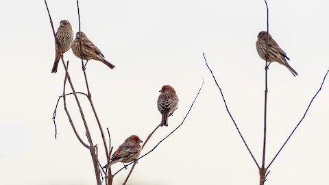 House Finch - James Kendall