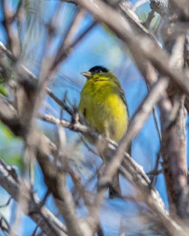 Lesser Goldfinch - James Kendall