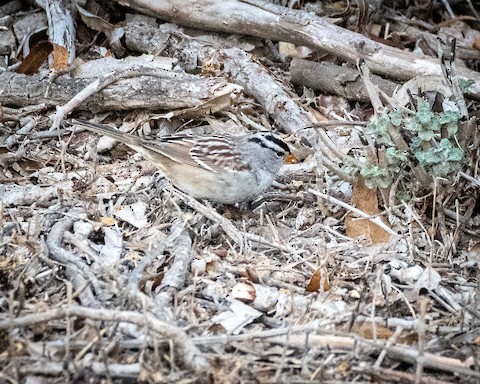 White-crowned Sparrow - James Kendall