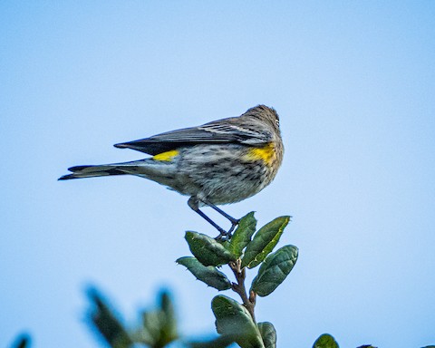 Yellow-rumped Warbler - James Kendall