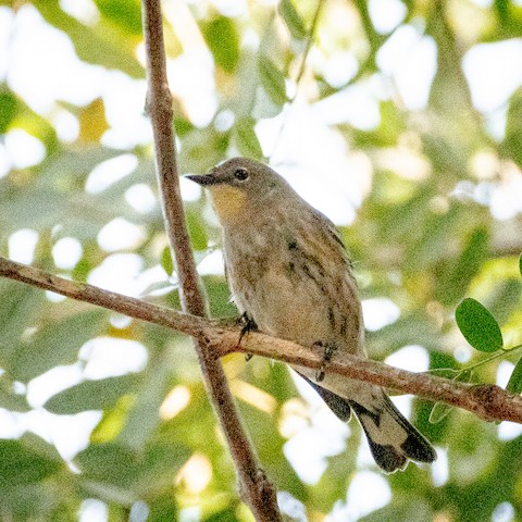 Yellow-rumped Warbler - James Kendall