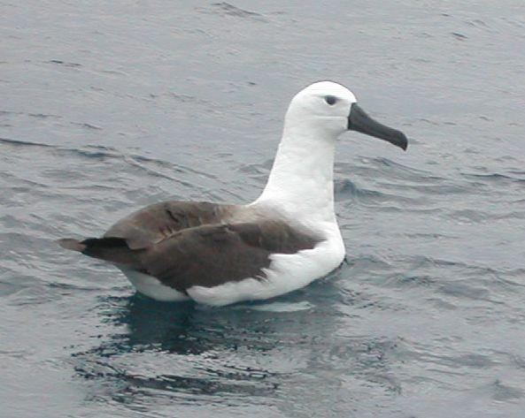 Yellow-nosed Albatross - ML498275141