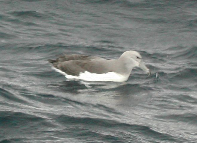 White-capped Albatross - ML498275151