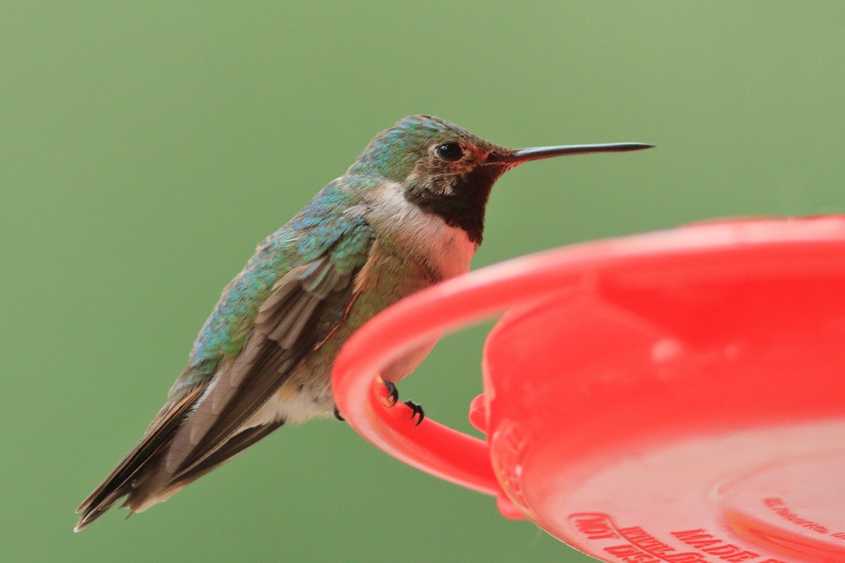 Broad-tailed Hummingbird - ML498277451