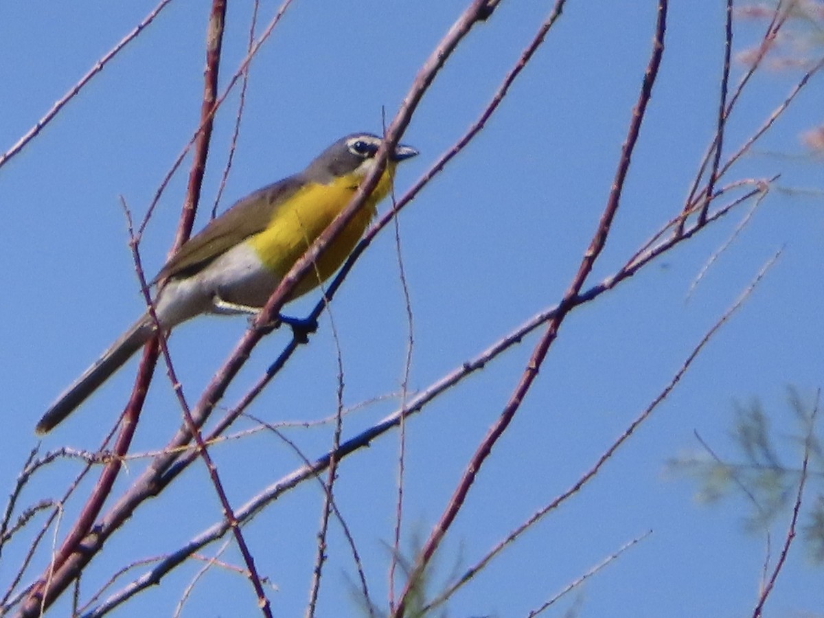 Yellow-breasted Chat - ML498277841