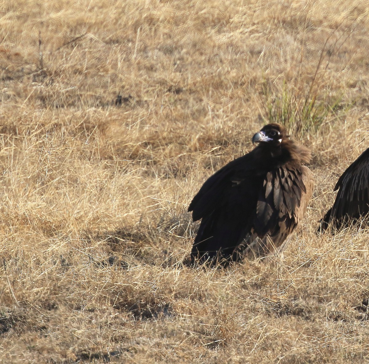 Cinereous Vulture - ML49827831