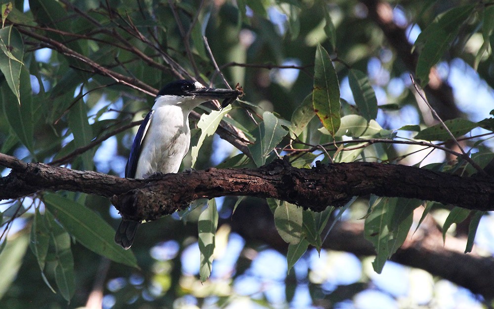 Forest Kingfisher - ML498283631