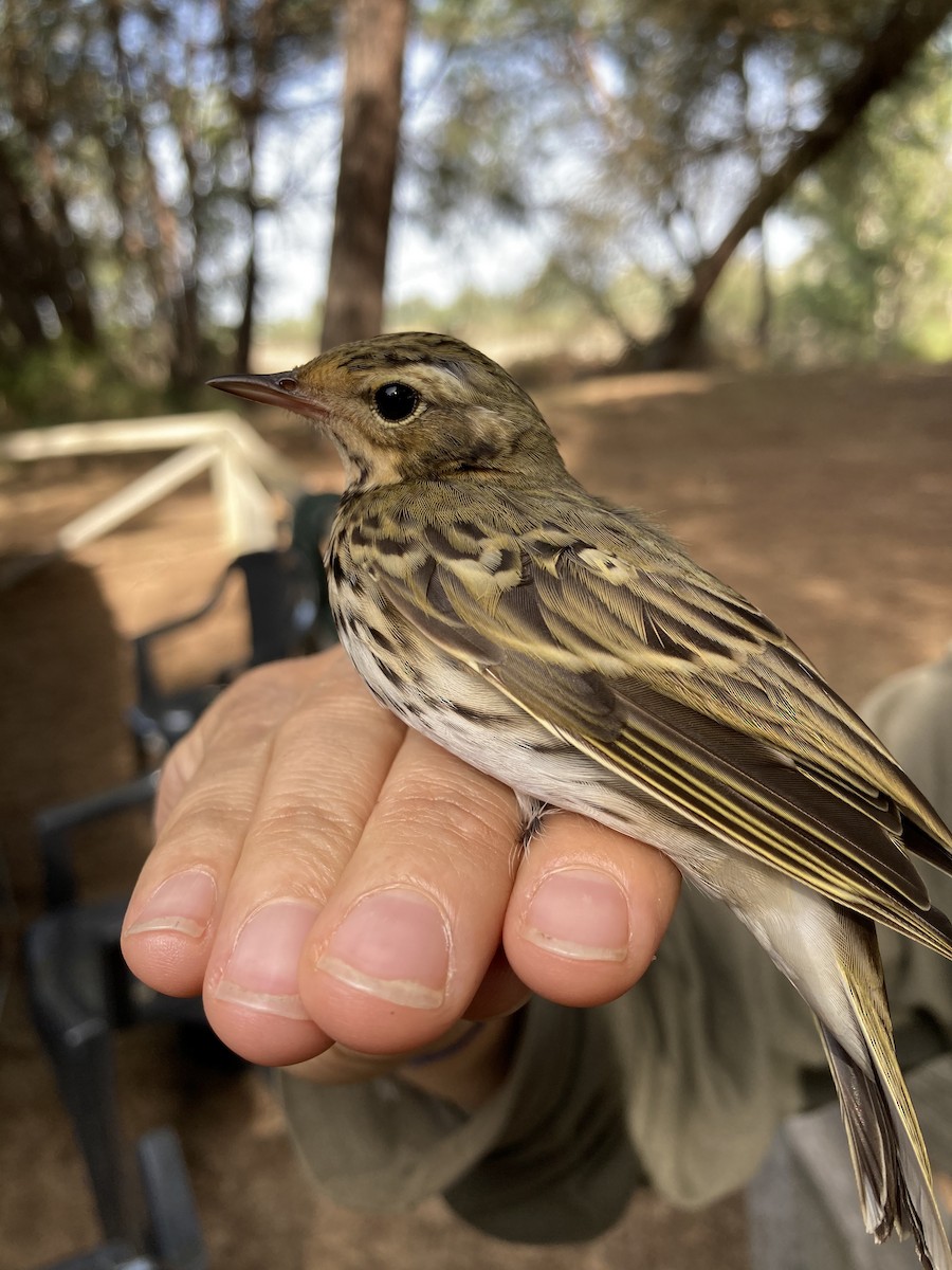 Olive-backed Pipit - ML498285081