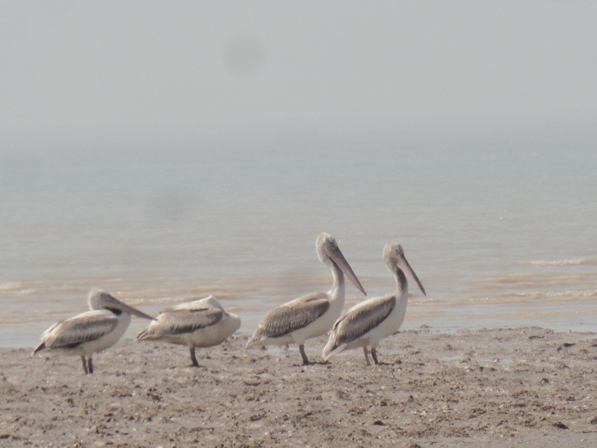 pelikán kadeřavý - ML498285841