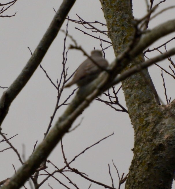 Townsend's Solitaire - ML49829201