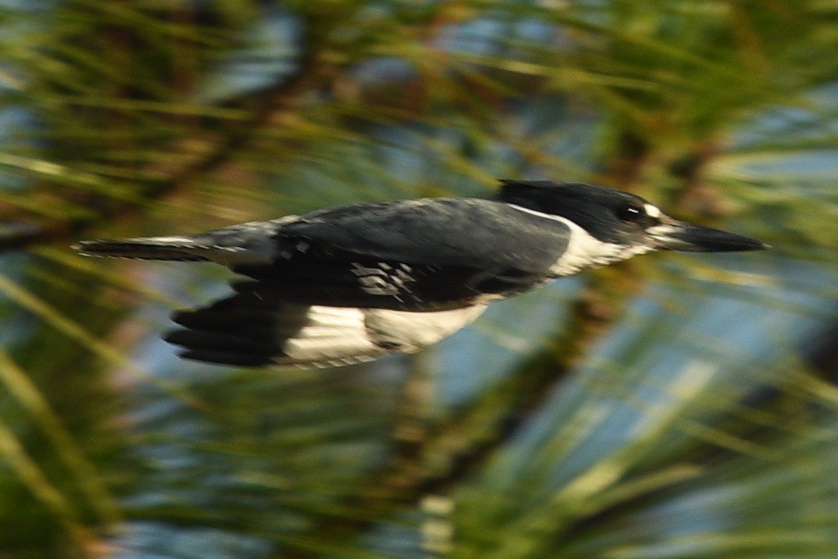 Belted Kingfisher - ML498293421