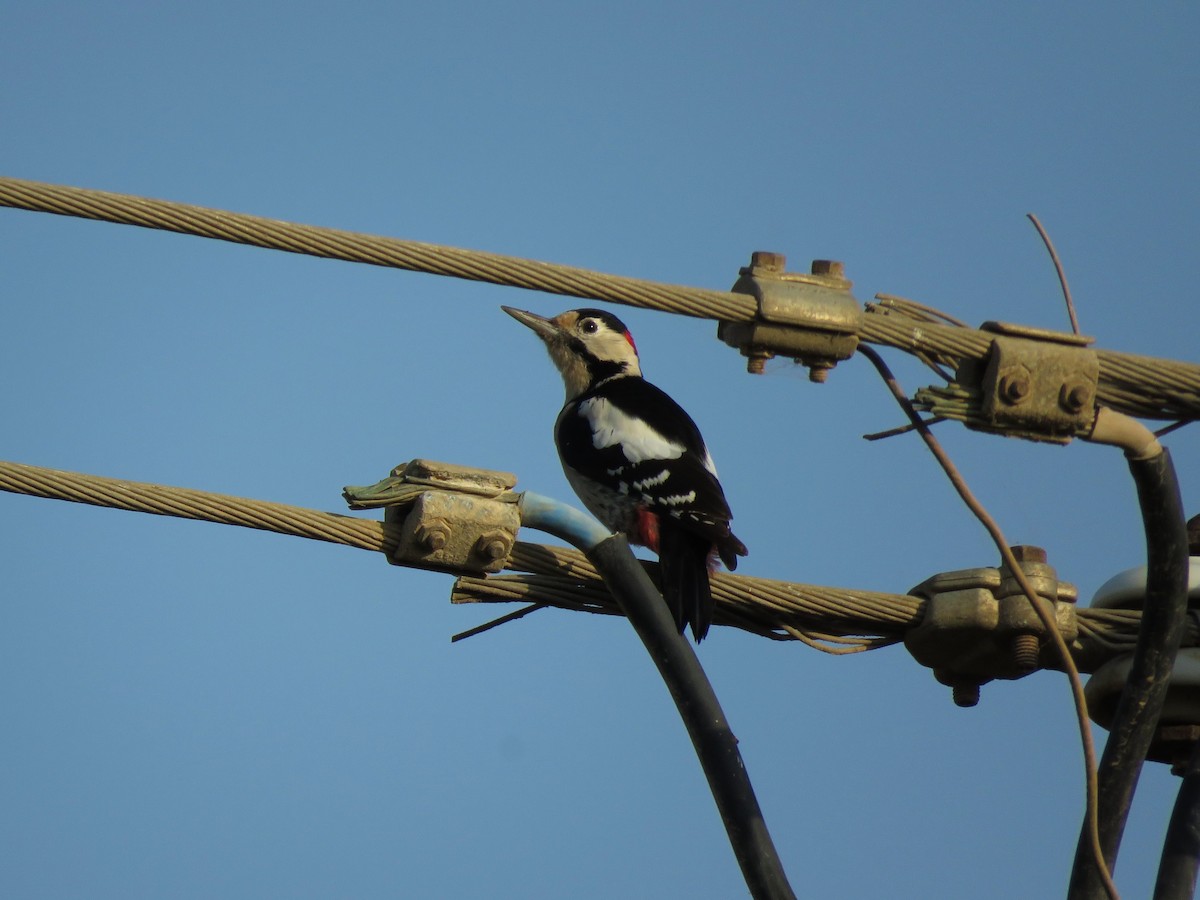 Syrian Woodpecker - ML498296781