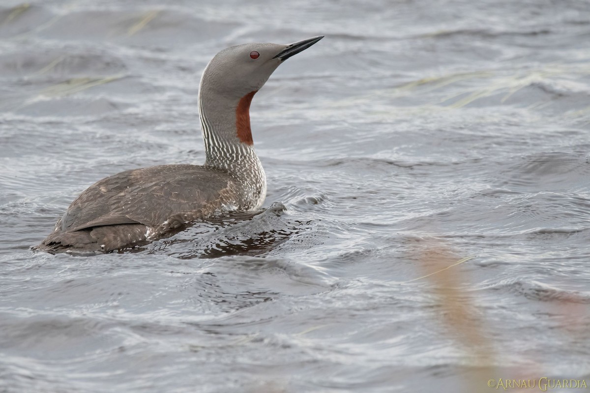Red-throated Loon - ML498297981