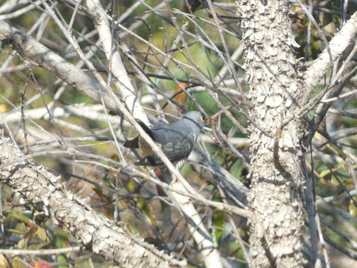 Madagascar Cuckoo - ML498298281