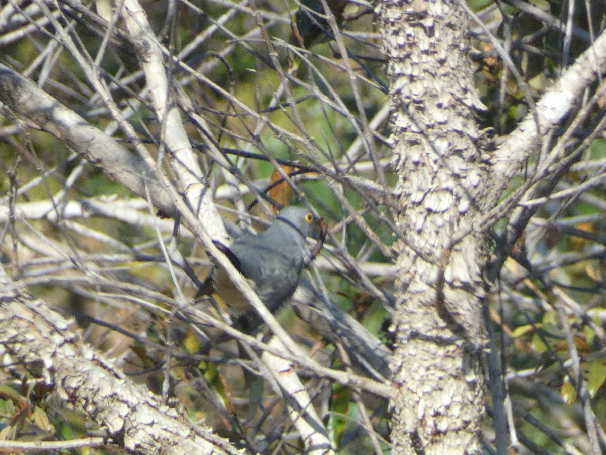 Madagascar Cuckoo - ML498298291