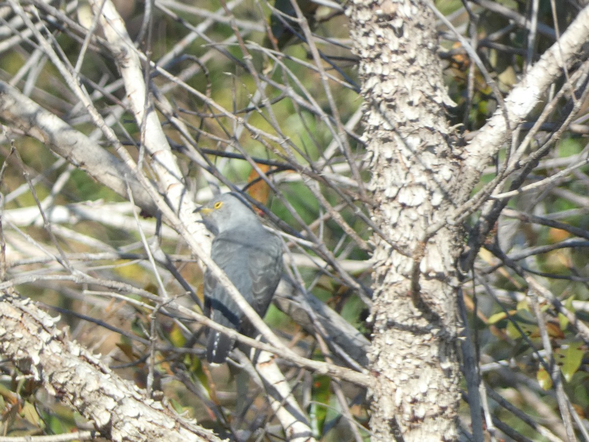 Madagascar Cuckoo - ML498298301