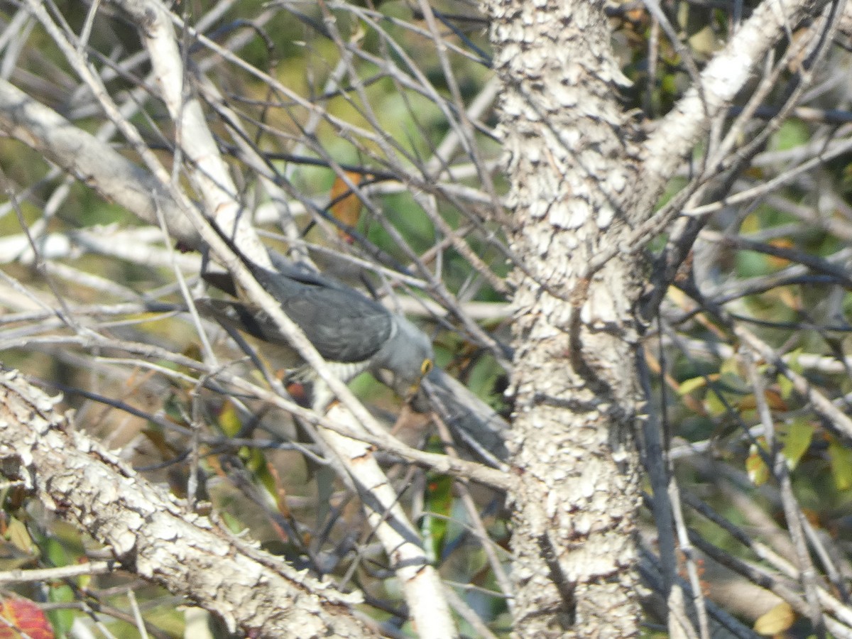 Madagascar Cuckoo - ML498298311