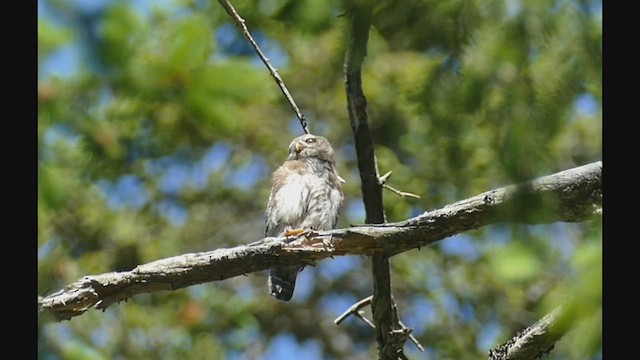 Eurasian Pygmy-Owl - ML498302301