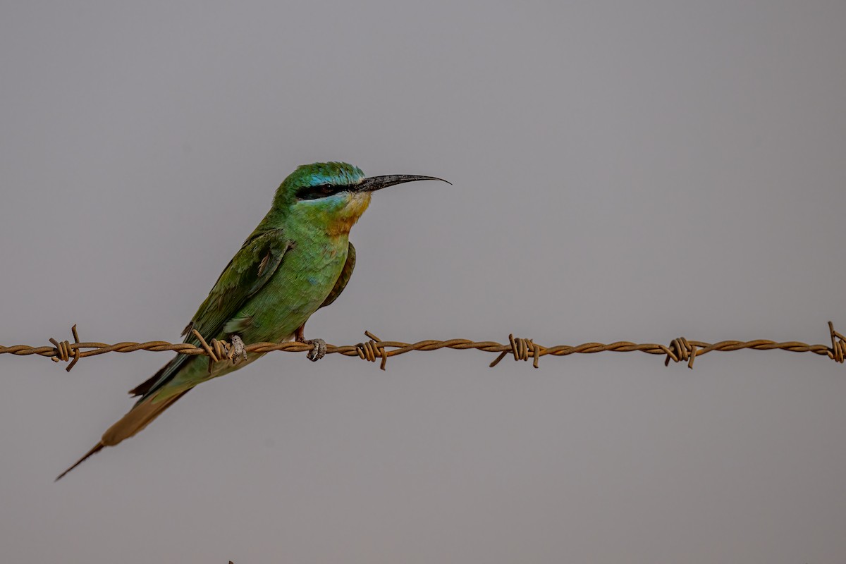 Blue-cheeked Bee-eater - ML498304141