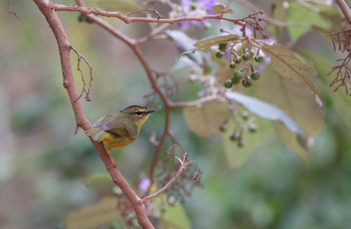Two-banded Warbler (Two-banded) - Richard Greenhalgh