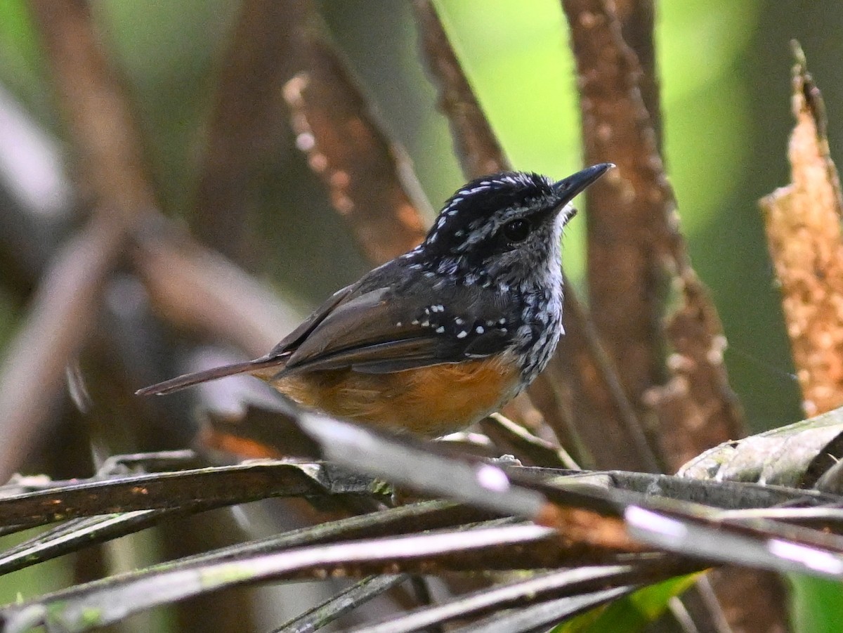 Guianan Warbling-Antbird - ML498315031