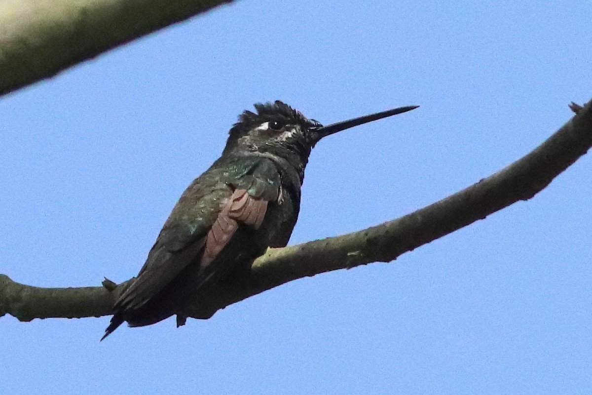Rivoli's Hummingbird - ML498318471