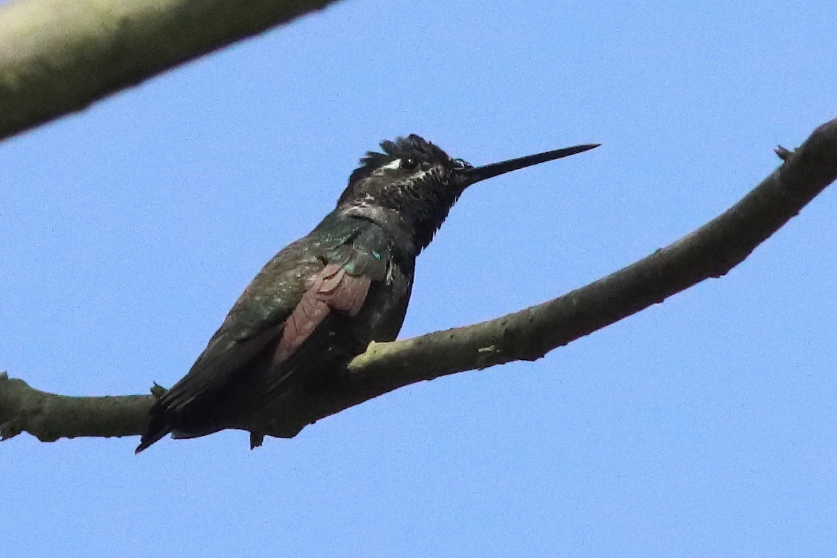 Rivoli's Hummingbird - ML498318491